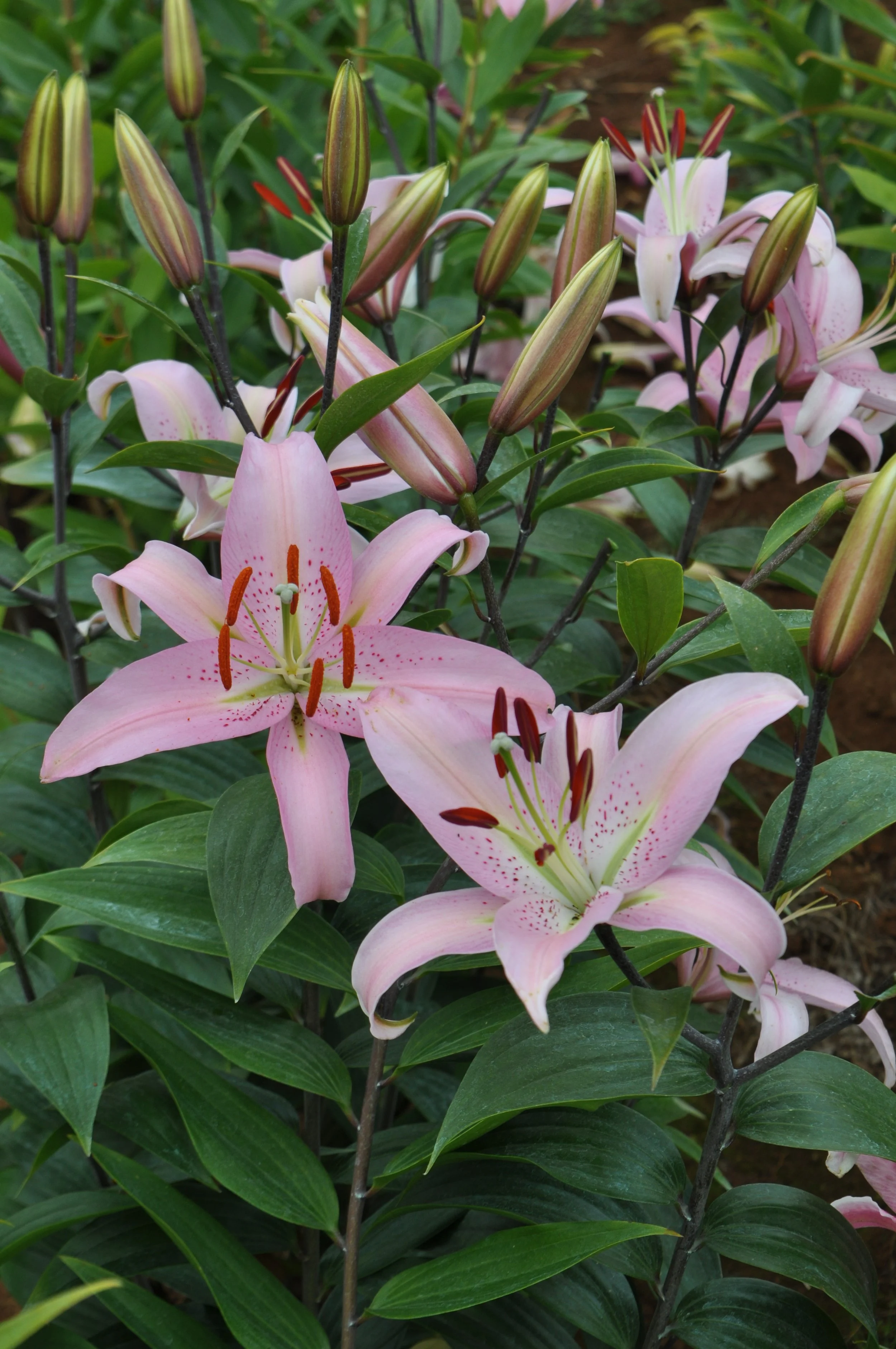 Lily Lilium 'Mount Ranier' (Mak Leek) - Omnia Botanica